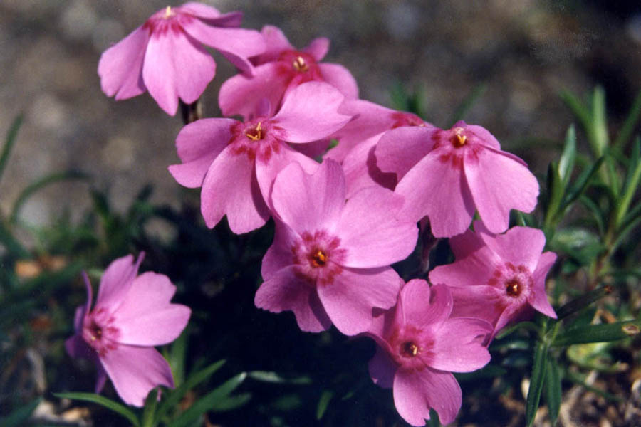 Phlox subulata 'Samson Pink' en fleurs sur un affleurement rocheux des États-Unis